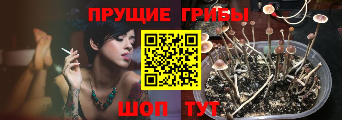 дарнет шоп  Галлюциногенные грибы GOLDEN TEACHER  Вход с VPN  Сертолово 
